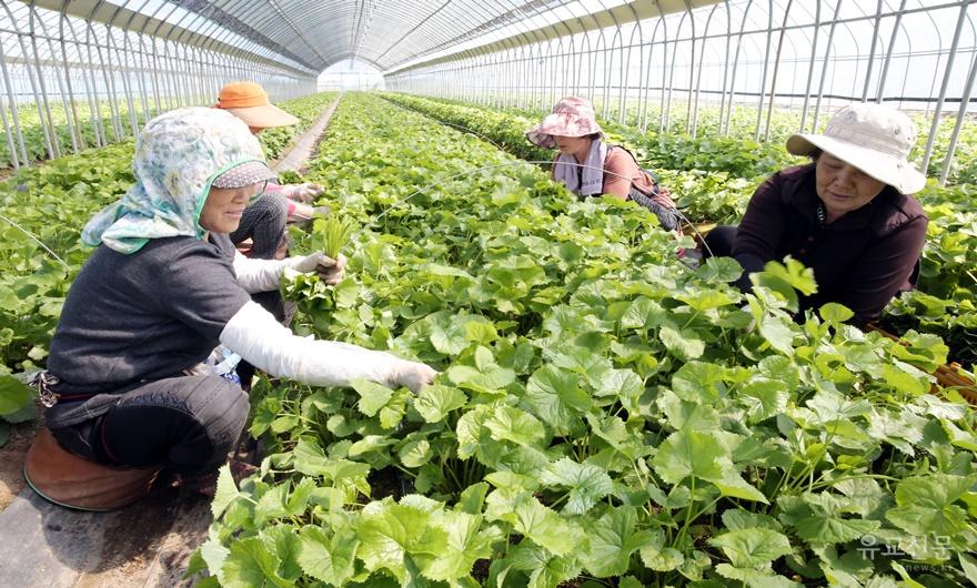 양구 곰취 수확 03.JPG