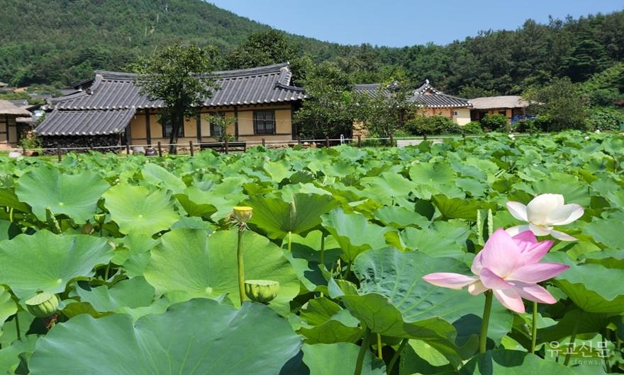 (4.3) 촬영지(왕곡마을).jpg