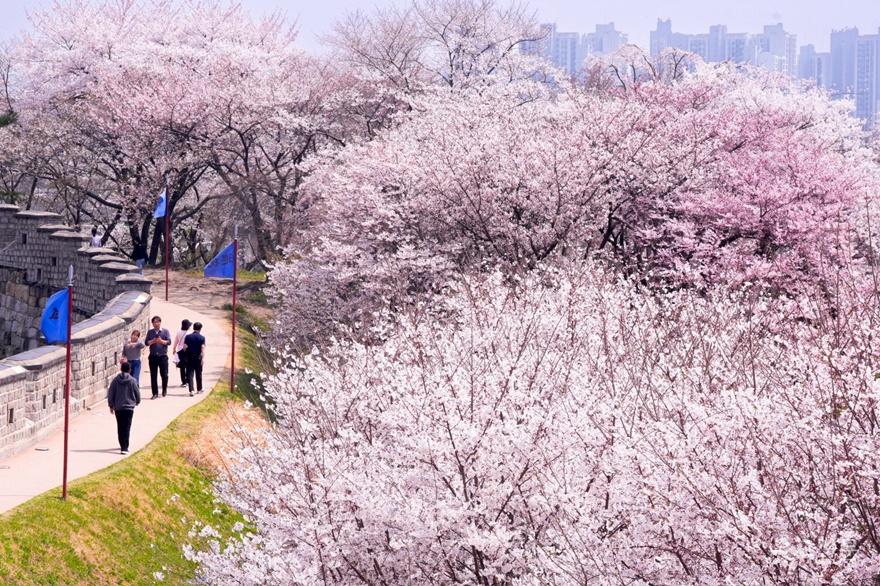 사본 -1-4. 벚꽃 small.jpg