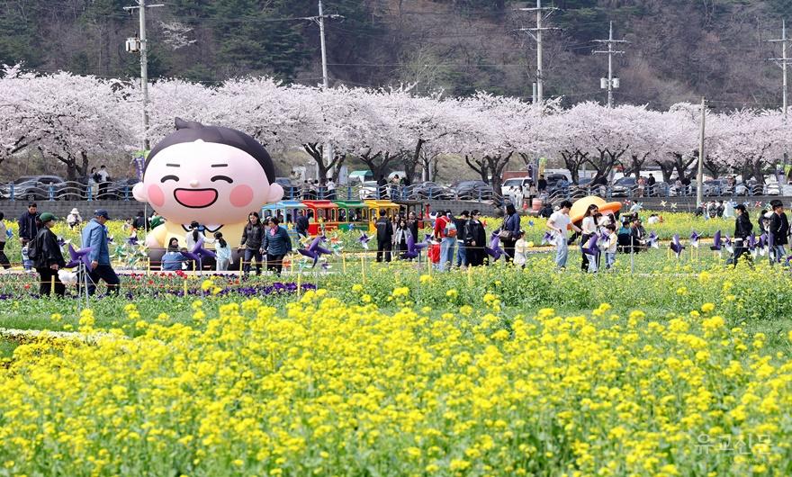 1. 사진자료 - 2026년 삼척 맹방 유채꽃축제.JPG